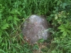 Ridgwell erratic boulder 1