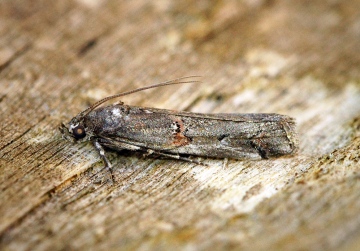 Pempelia palumbella Copyright: Ben Sale