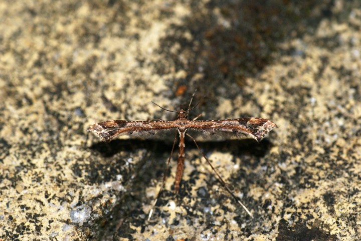 Amblyptilia acanthadactyla 3 Copyright: Ben Sale