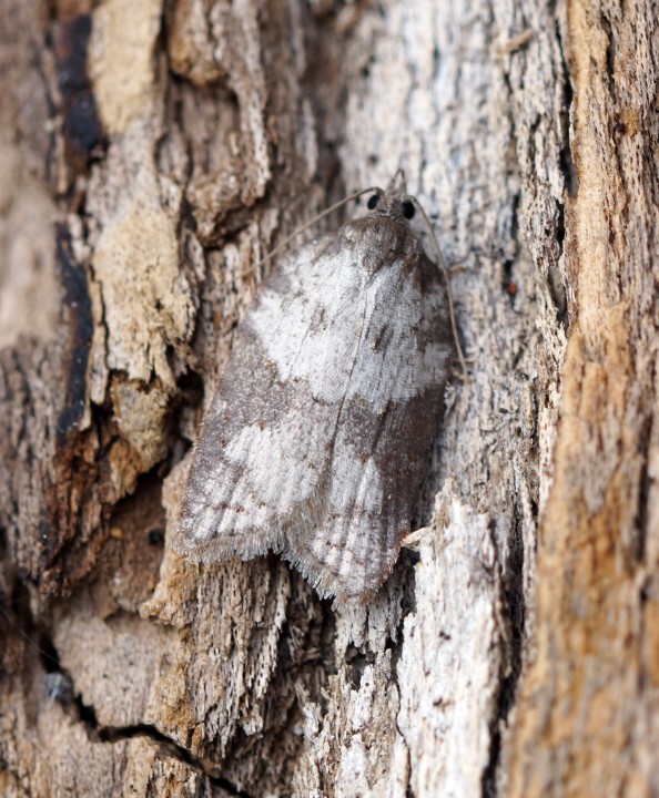 Acleris sparsana 1 Copyright: Ben Sale