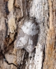 Acleris sparsana 1 Copyright: Ben Sale