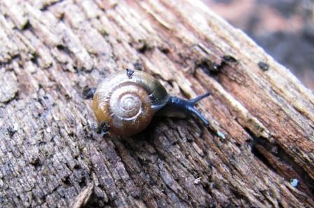 Snail Copyright: Graham Smith