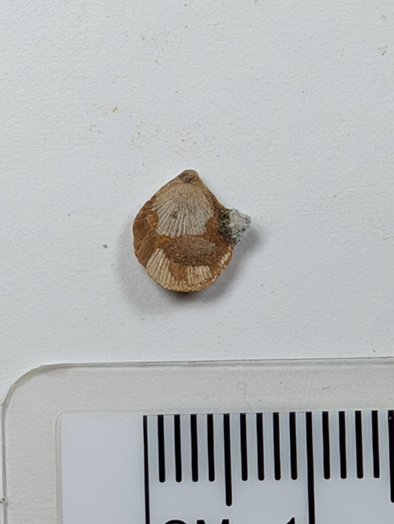 Chigwell Fossil Brachiopod Terebratulina wardenensis Copyright: Mike Daniels Collection