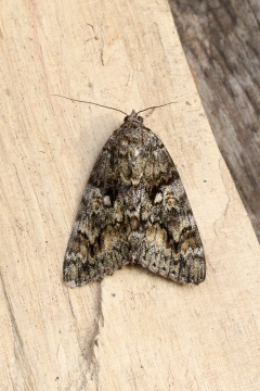 Dark Crimson Underwing Copyright: Simon Wood