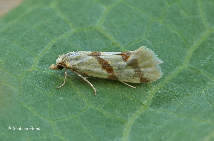 Aethes beatricella 1 Copyright: Graham Ekins