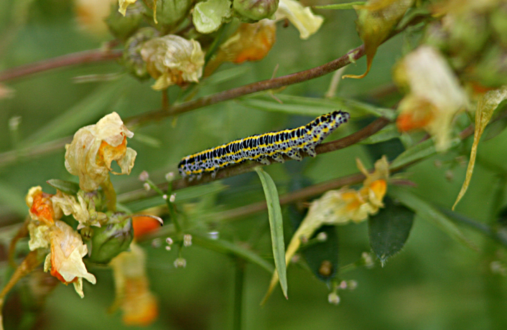 Toadflax Brocade caterpillar Copyright: Pete Merchant