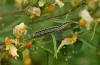 Toadflax Brocade caterpillar 