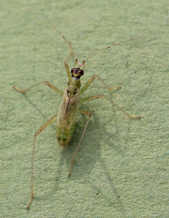 Dicyphus pallidus brachypter Copyright: Yvonne Couch