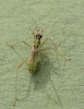 Dicyphus pallidus brachypter 