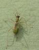 Dicyphus pallidus brachypter