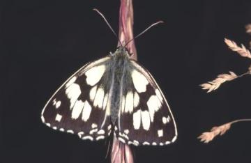 Melanargia galathea Copyright: Peter Harvey