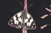 Melanargia galathea