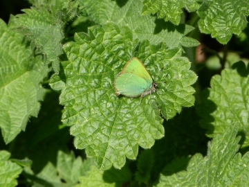 Green Hairstreak 2 Copyright: Stephen Rolls