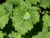 Green Hairstreak 2 Copyright: Stephen Rolls