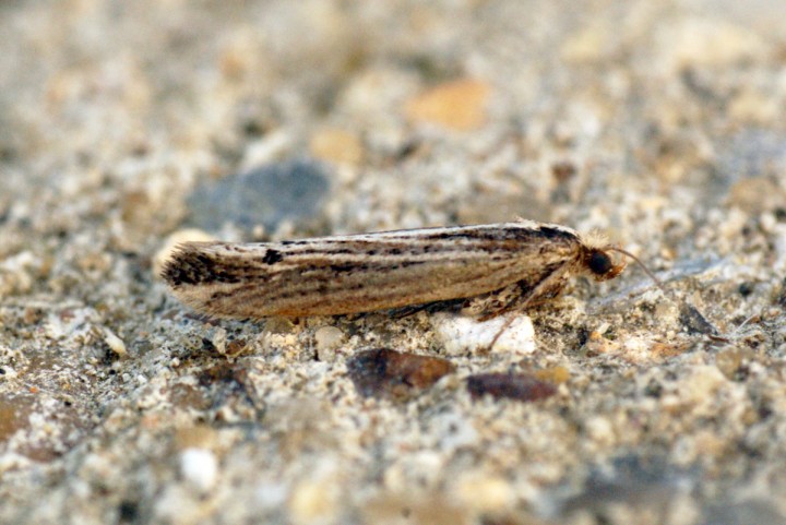 Ypsolopha ustella 4 Copyright: Ben Sale