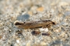 Ypsolopha ustella 4 