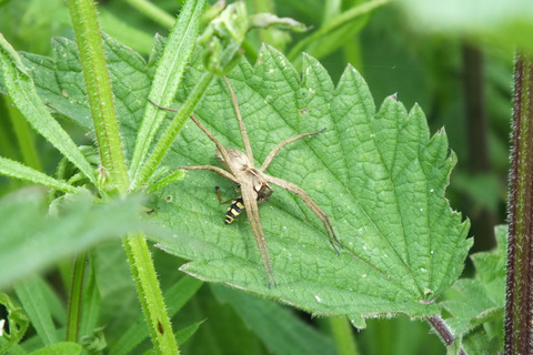 Nursery Web Spider - Pisaura mirabilis Copyright: Peter Pearson
