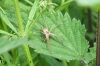 Nursery Web Spider - Pisaura mirabilis 