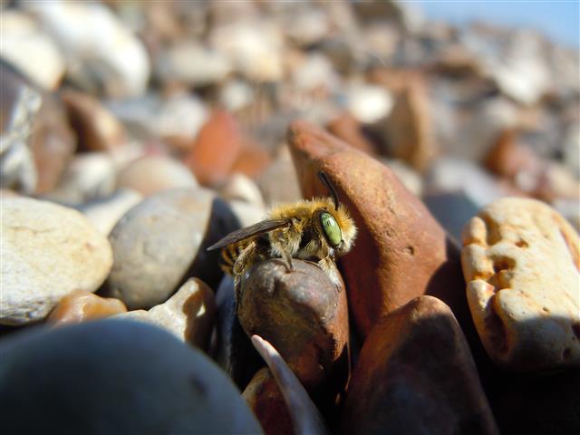 Silvery Leaf Cutter Bee Copyright: Danny Harris