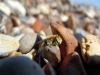 Silvery Leaf Cutter Bee 