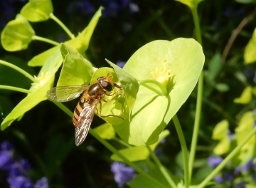 female on Wood Spurge Copyright: Roger Payne