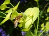 female on Wood Spurge Copyright: Roger Payne