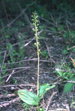 Listera ovata Copyright: Peter Harvey