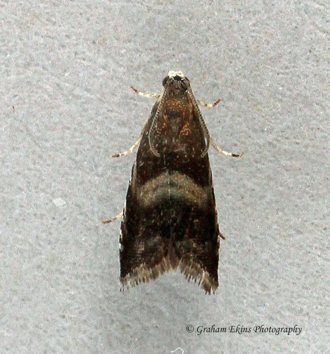 Strophedra nitidana Copyright: Graham Ekins