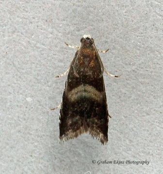 Strophedra nitidana Copyright: Graham Ekins