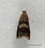 Strophedra nitidana Copyright: Graham Ekins