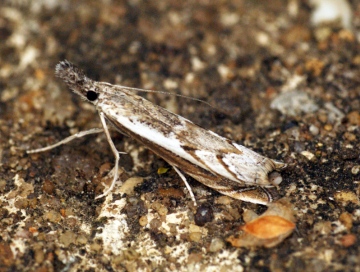 Platytes alpinella 4 Copyright: Ben Sale