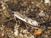 Platytes alpinella 4