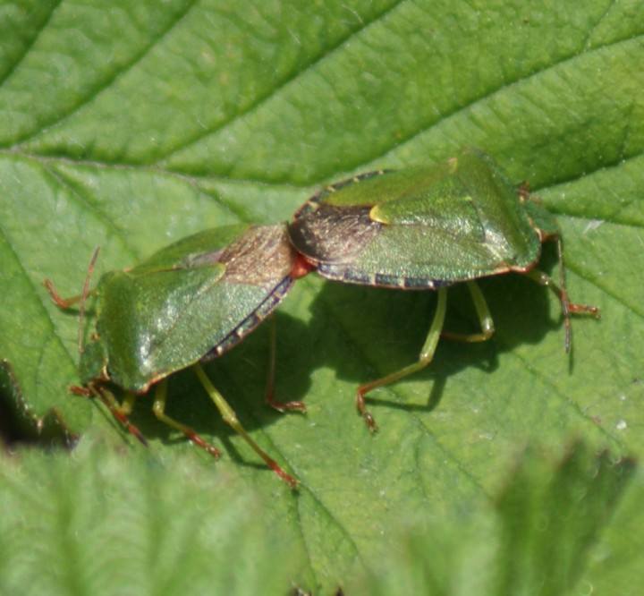 P. prasina (in cop) Copyright: Robert Smith