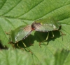 P. prasina (in cop) Copyright: Robert Smith