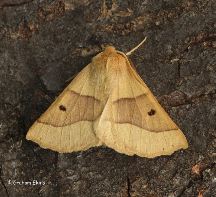 Scalloped Oak  Crocallis elinguaria Copyright: Graham Ekins