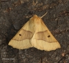 Scalloped Oak  Crocallis elinguaria Copyright: Graham Ekins