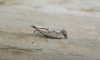 Plutella porrectella. Copyright: Stephen Rolls