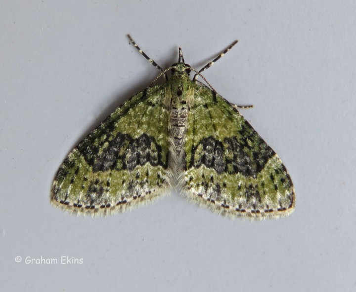 Yellow-barred Brindle 2 Copyright: Graham Ekins