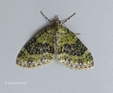 Yellow-barred Brindle 2 Copyright: Graham Ekins