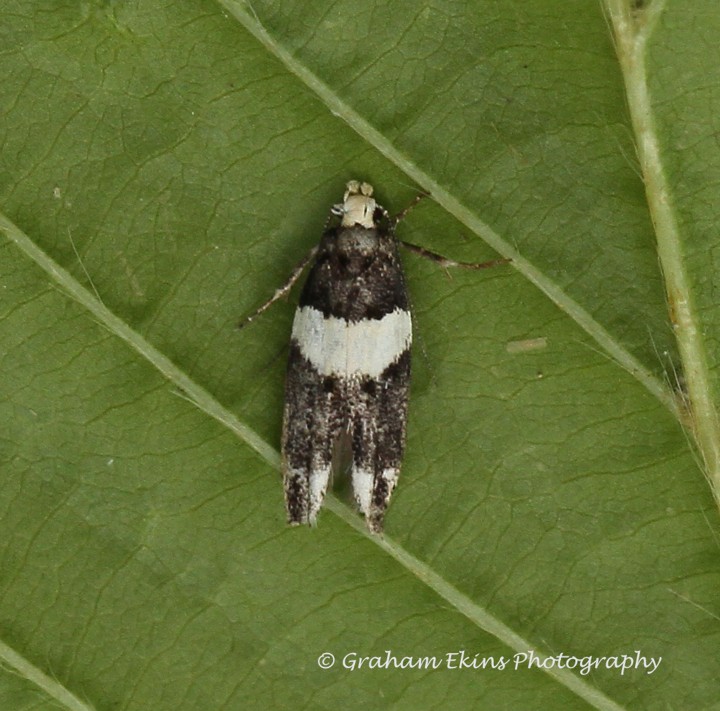 Recurvaria leucatella 5 Copyright: Graham Ekins