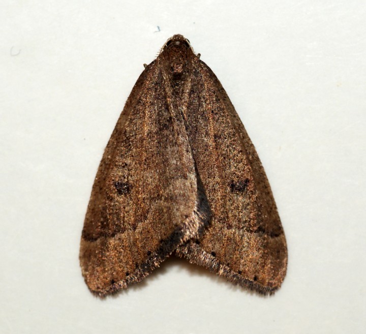 Early Moth Copyright: Ben Sale