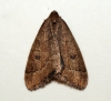 Early Moth Copyright: Ben Sale