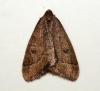 Early Moth