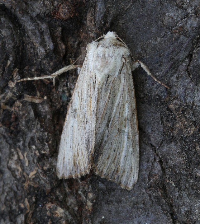 Light Arches  Apamea lithoxylaea 2 Copyright: Graham Ekins