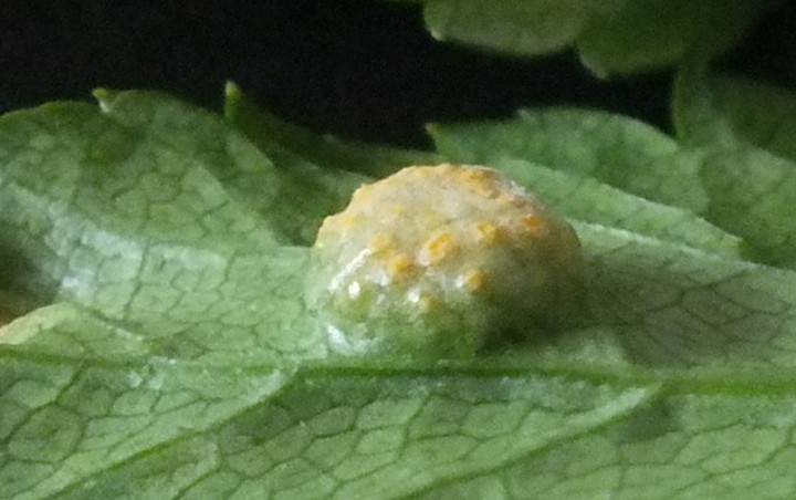 Puccinia smyrnii on Alexanders Copyright: Peter Pearson
