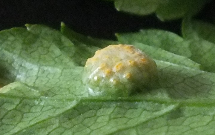 Puccinia smyrnii on Alexanders Copyright: Peter Pearson