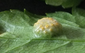 Puccinia smyrnii on Alexanders Copyright: Peter Pearson