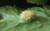 Puccinia smyrnii on Alexanders 