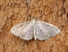 Anania perlucidalis 4