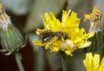 Andrena fulvago Copyright: Peter Harvey